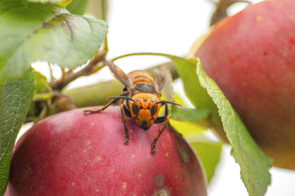 Asian Hornet